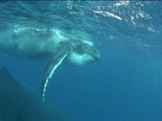 baleines à la Réunion