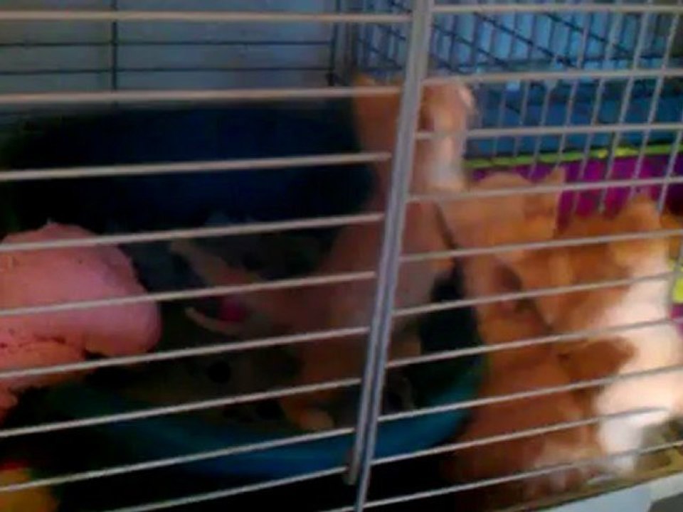 VIDEO0015