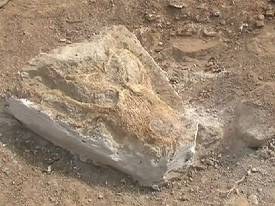 Un nouveau dinosaure découvert à Velaux !