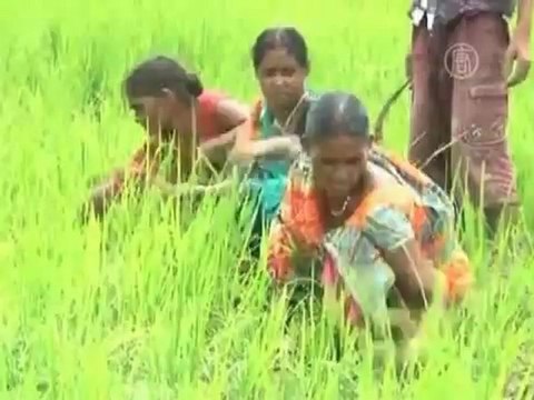 Проливные дожди затапливают низины Индии