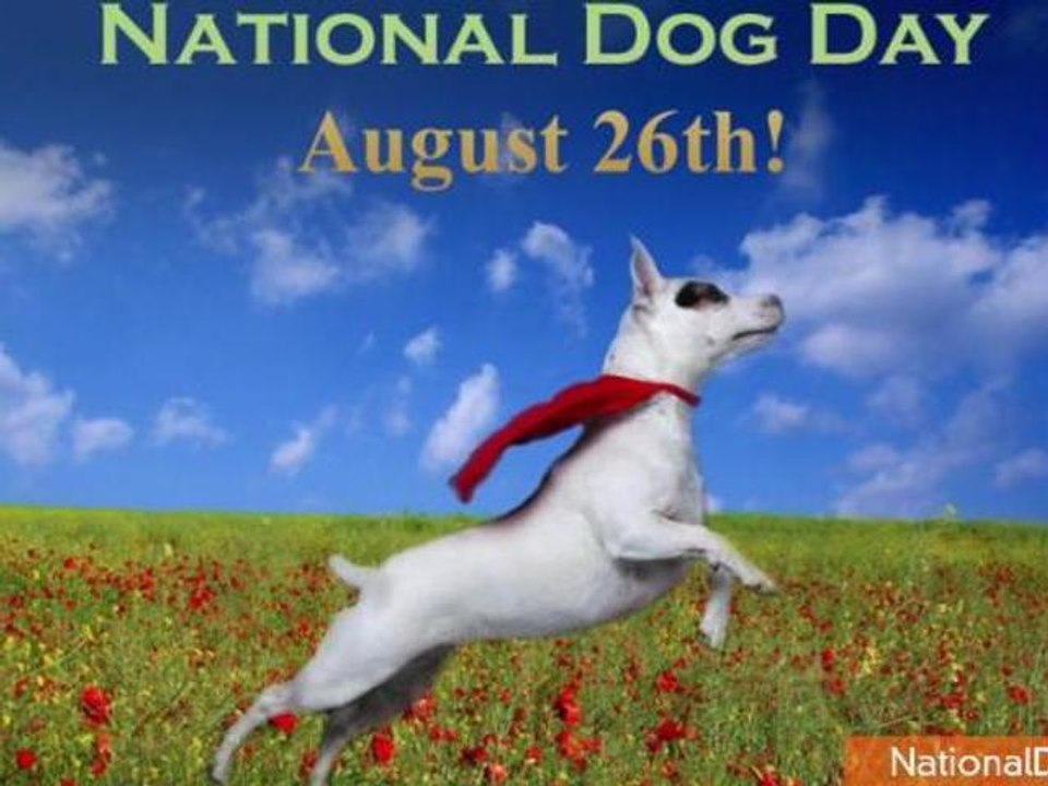 Ways to Celebrate National Dog Day