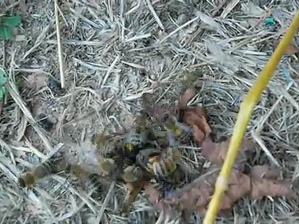 eşek arısının linç işlemi bittikten sonraki durum