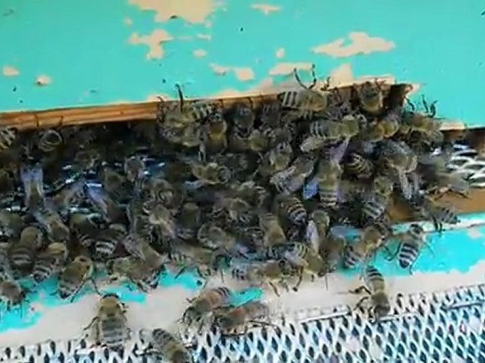 eşek arısını ele geçiren koloni onu linç edişleri