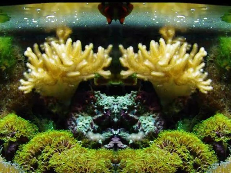 poisson clown  (dj Roberto Magico)