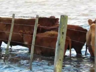 ANIMALES ATRAPADOS POR LA INUNDACION DEL MESDE AGOSTO DEL 2012