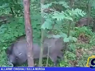 Allarme cinghiali sulla Murgia