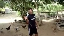 Как приманить курей