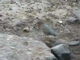 Умная птичка ловит рыбу на приманку