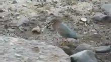 Умная птичка ловит рыбу на приманку