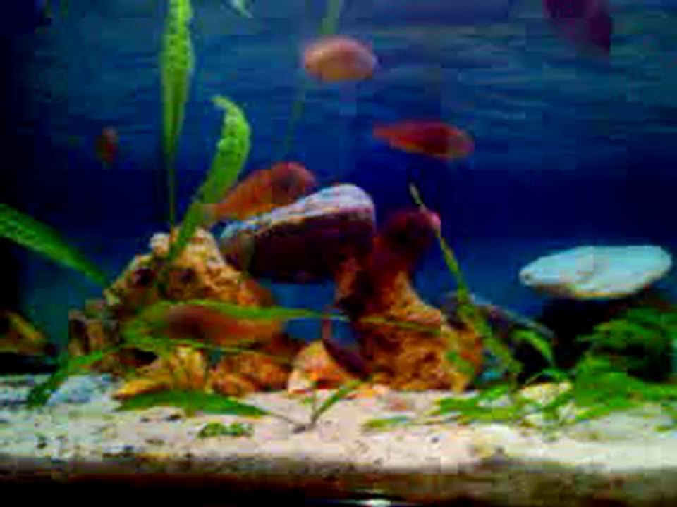 tropheus brichardi