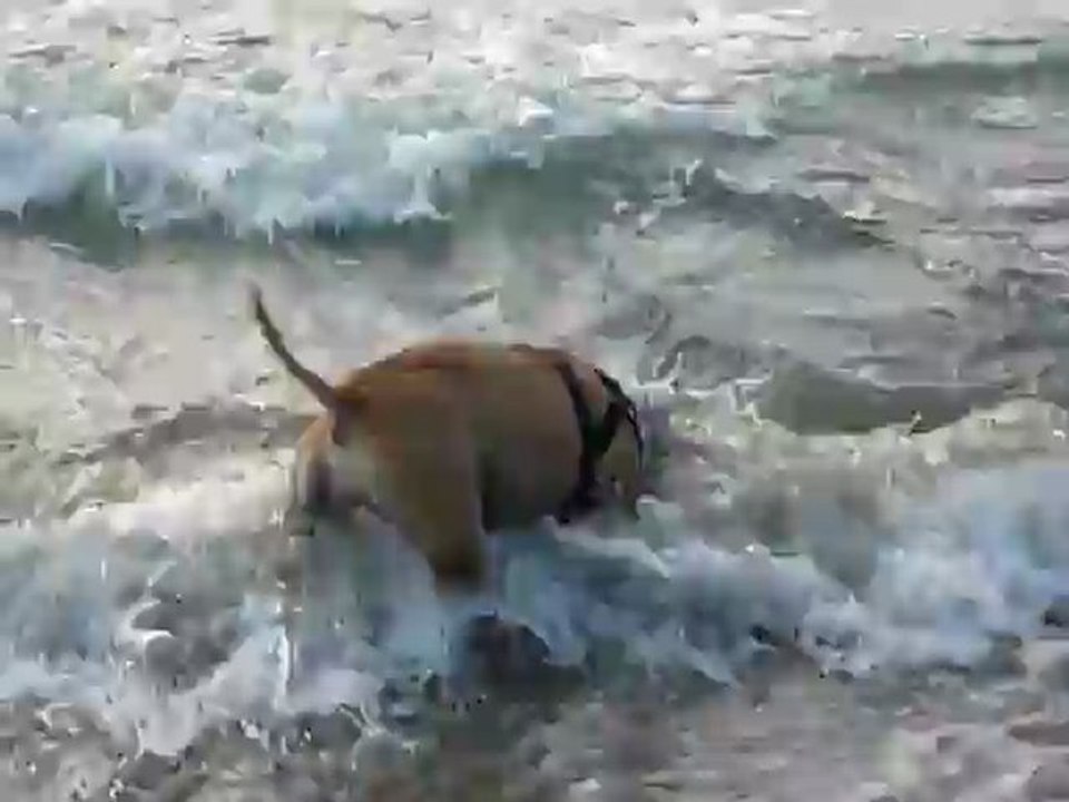 Shanka à la mer