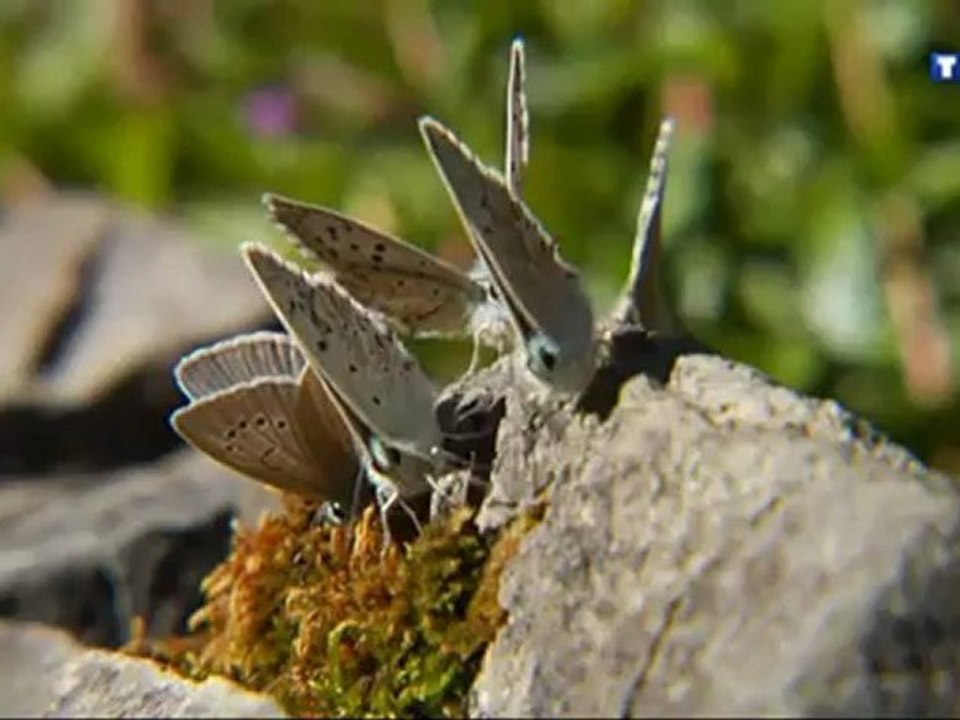 Tf1 24 aôut 2012 Lac d'Allos