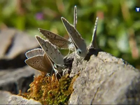 Tf1 24 aôut 2012 Lac d'Allos
