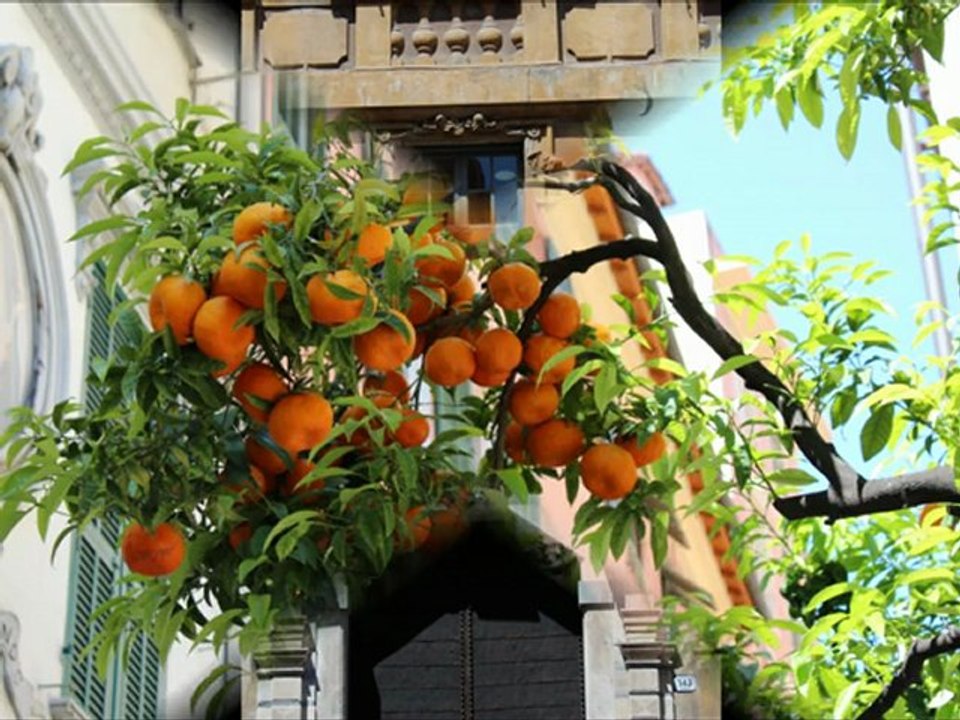 bubu de san remo