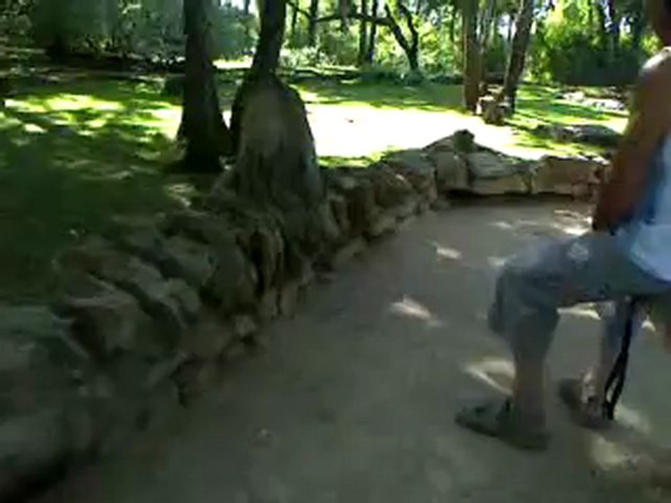 La forêt des singes 1