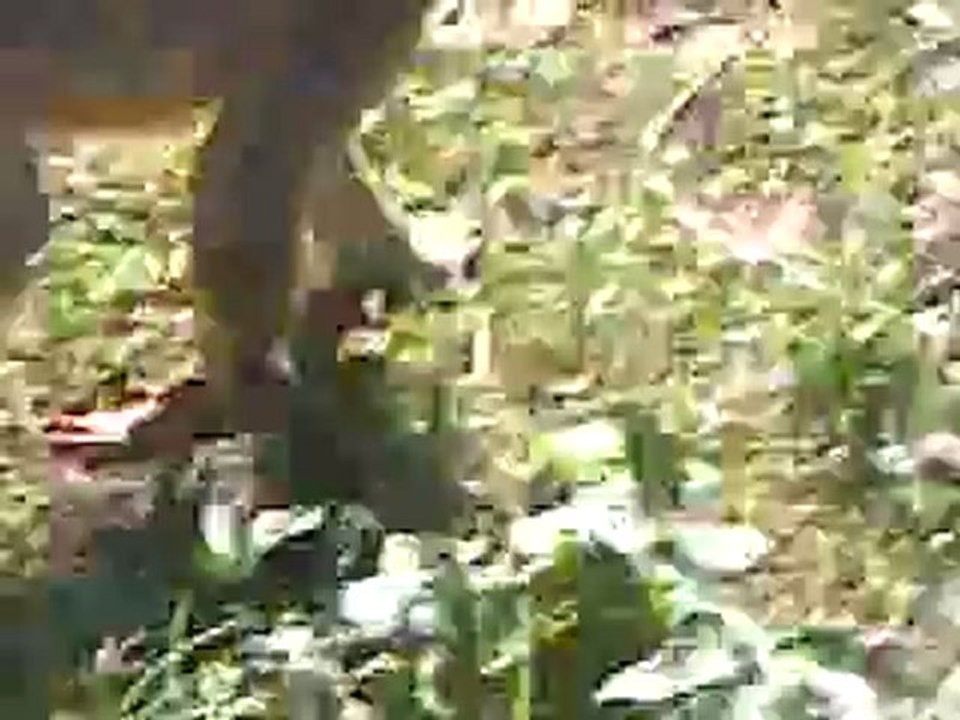 La forêt des singes 2