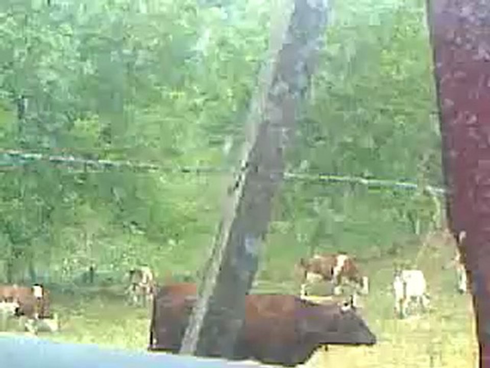 La forêt des singes 3