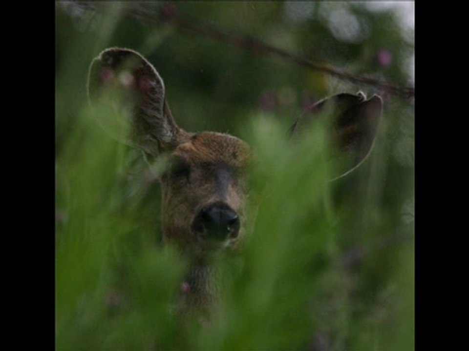 ROLLINAT, Maurice - La biche.