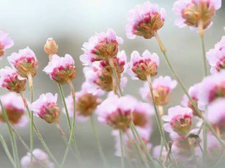 Ocean of Tranquility