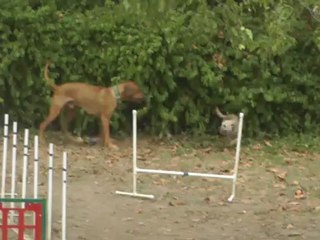 Boogaloo Boozle Style