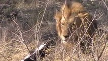 lions mating kruger park