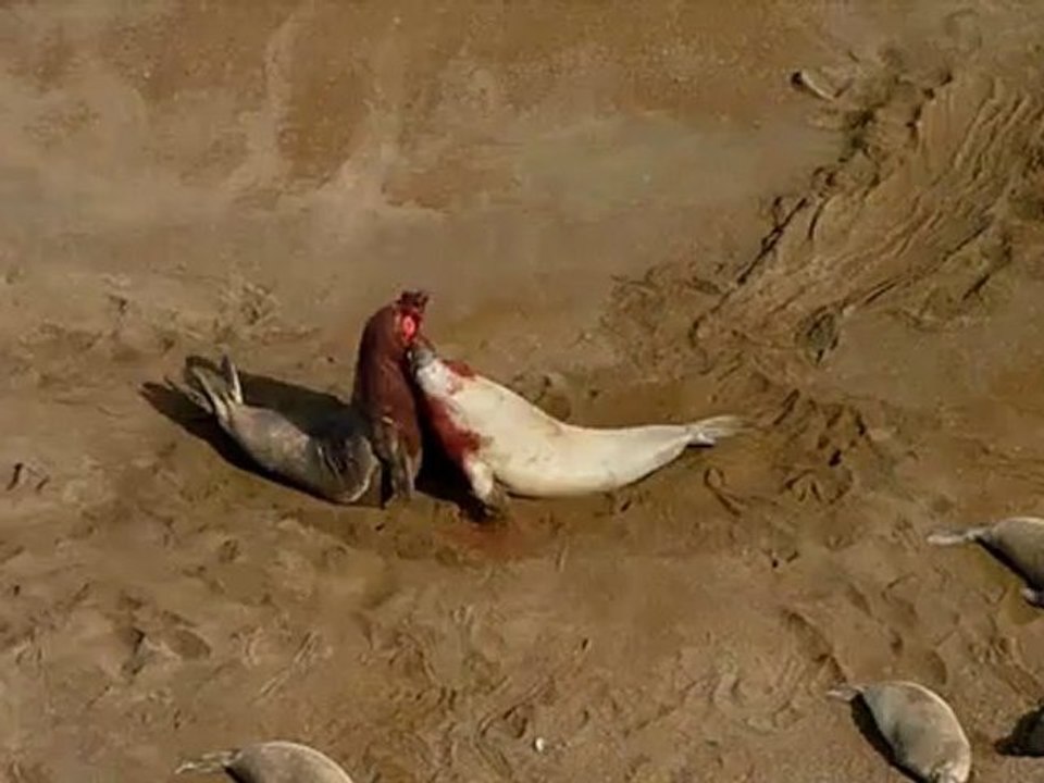 ELEPHANT SEAL - FITGHTING