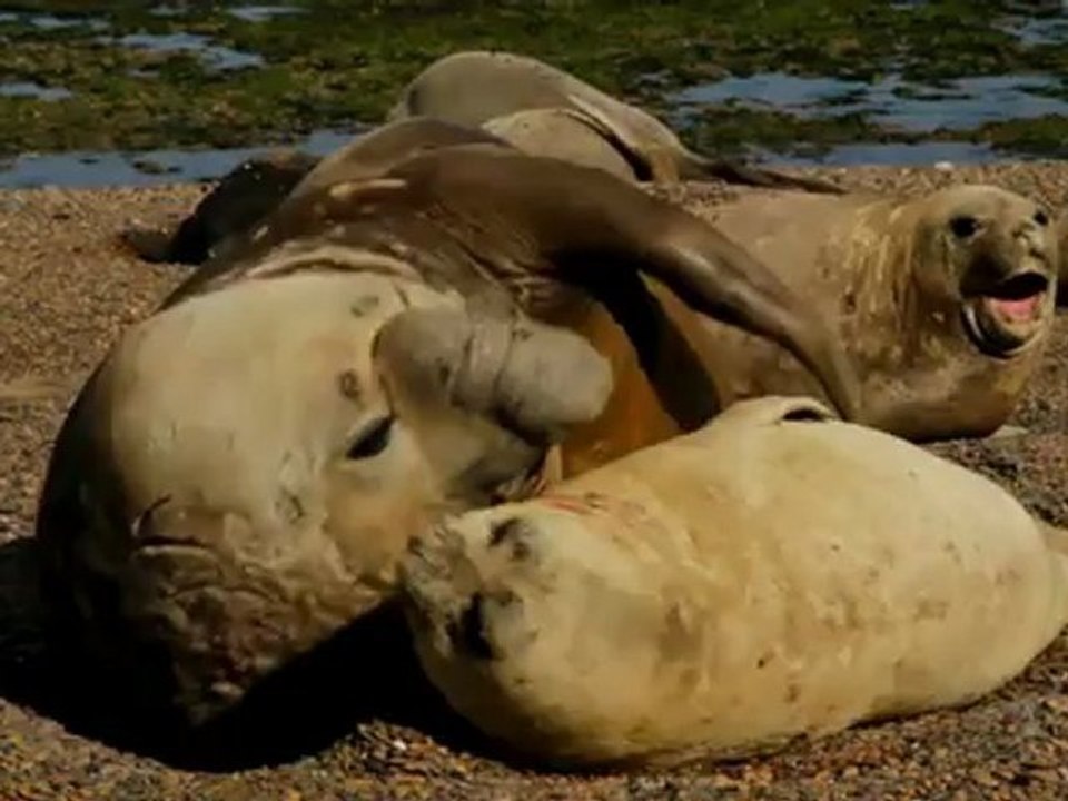ELEPHANT SEAL - MATING - ATTEMPT 3
