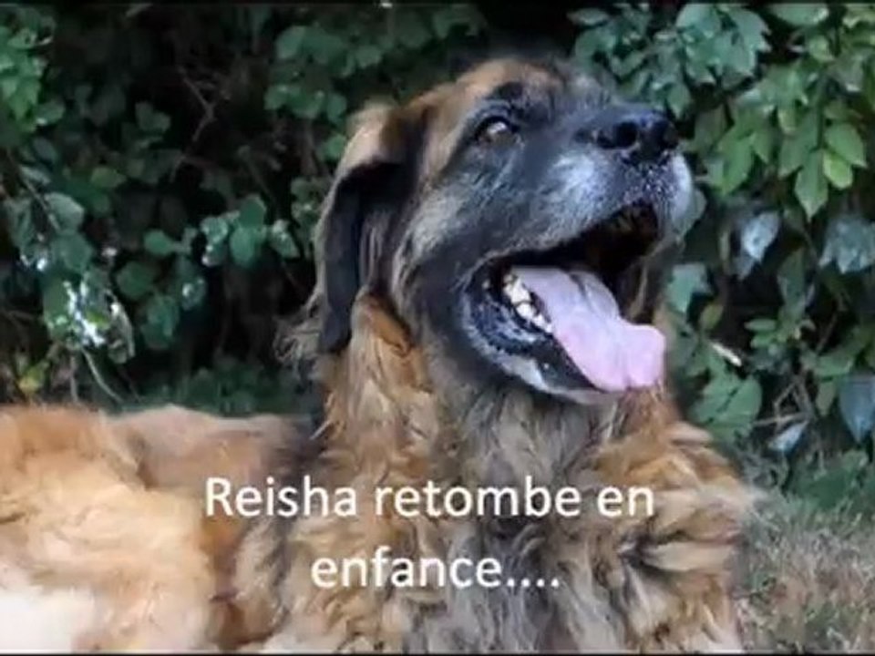 reisha