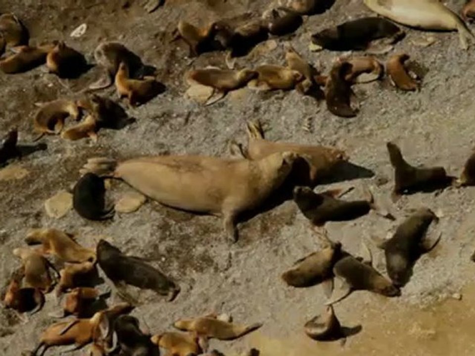 ELEPHANT SEAL - MATING - ATTEMPT 2