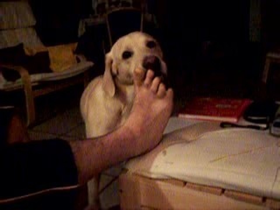 Man's Best Friend