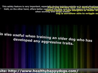 Dog Training With a Halti or General Leader Collar