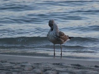 mouette au petit matin...( le 26 août 2012).