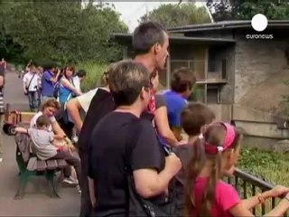 Un tigre mata a su cuidadora en un zoo de Alemania