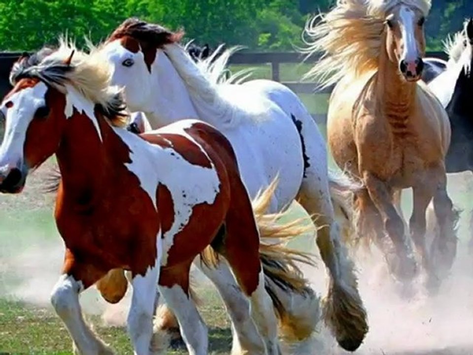 fuat saka-cilveloy nanayda -- Derule -