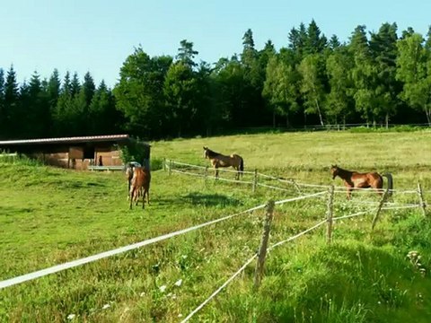 Rando equestre la BOUCLE DORE Aout 2012
