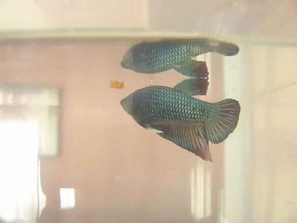 P1100348