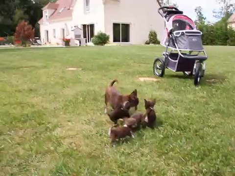 Bébés Chihuahuas poil court ultra-miniatures