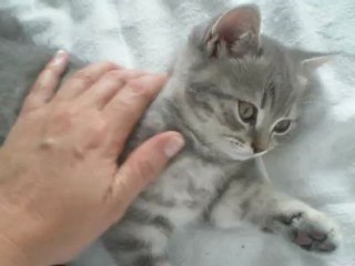 Et ron et ron petit patapon