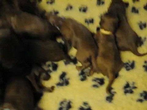 26.08.2012 bébés H Setter irlandais de l'Anneau du Kerry