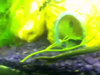 mon serpent d'eau douce  (par2)