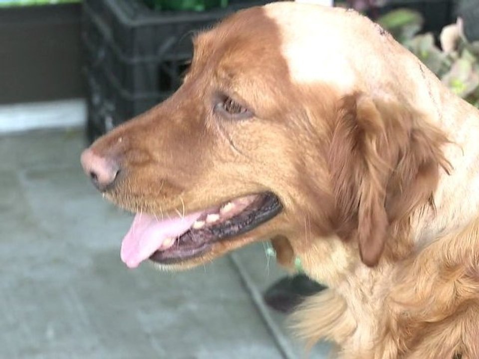 Orting Animal Cruelty Fundraiser