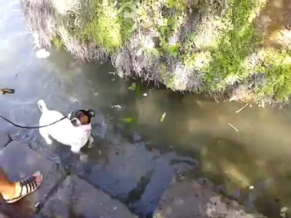 PILOU DANS LA FONTAINE