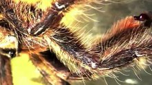 Poecilotheria fasciata Mating