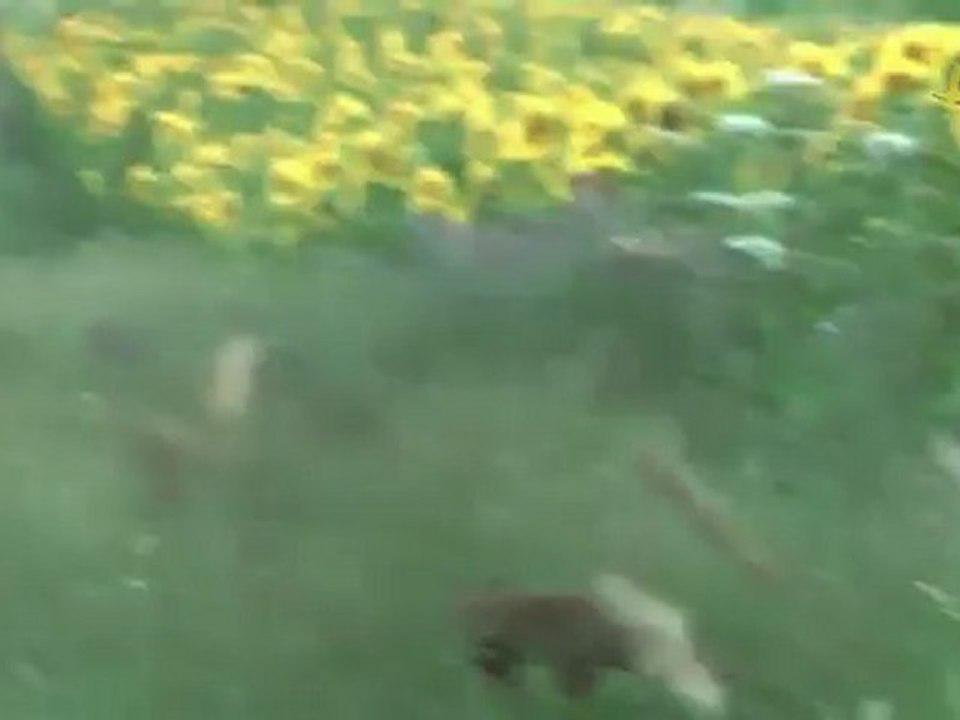 Approche renard avec appeau Crit'R Call