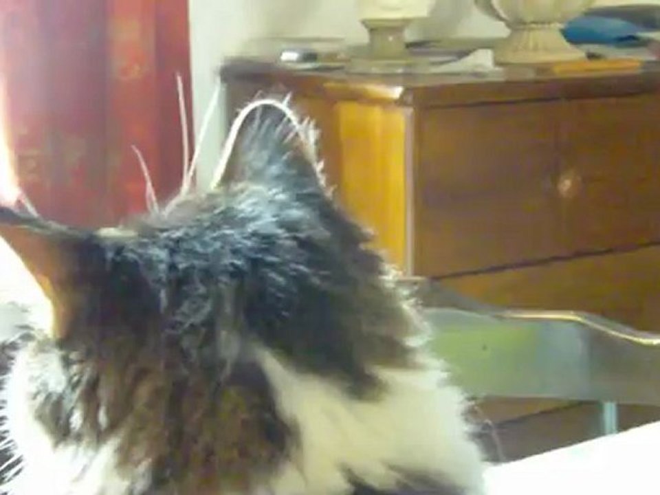 scrountch kiki