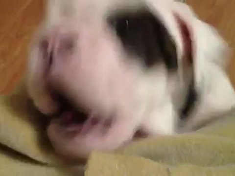 Щенок бульдога