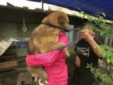 101 East - China's animal crusaders