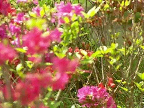 101 East - Asian brides for sale