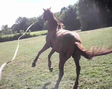 Orion, mon ange de poney.