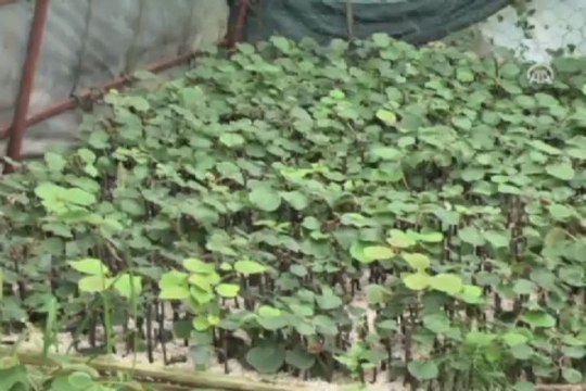 Serada tropikal ürün yetiştiriyor